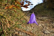 28 Anche la campanula resiste all'avanzare dell'autunno